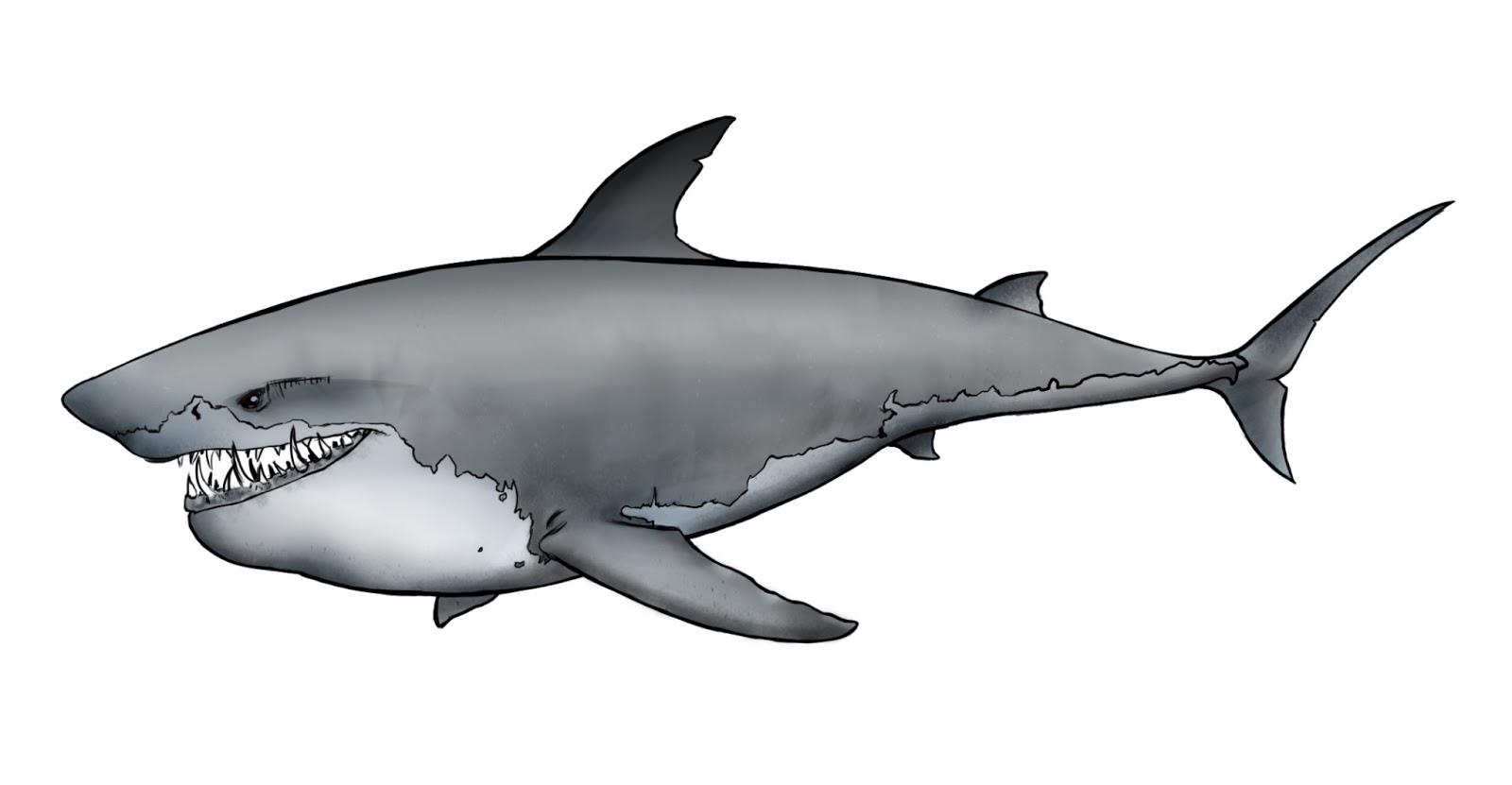 Shark Line Drawing - ClipArt Best