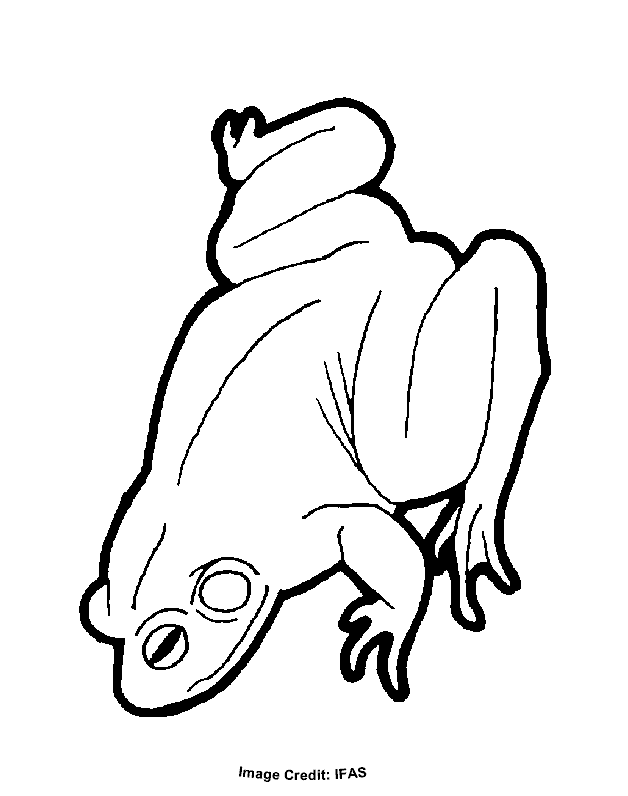 Frog - Free Coloring Pages for Kids - Printable Colouring Sheets