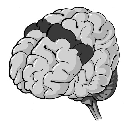 Unlabeled Brain Diagram