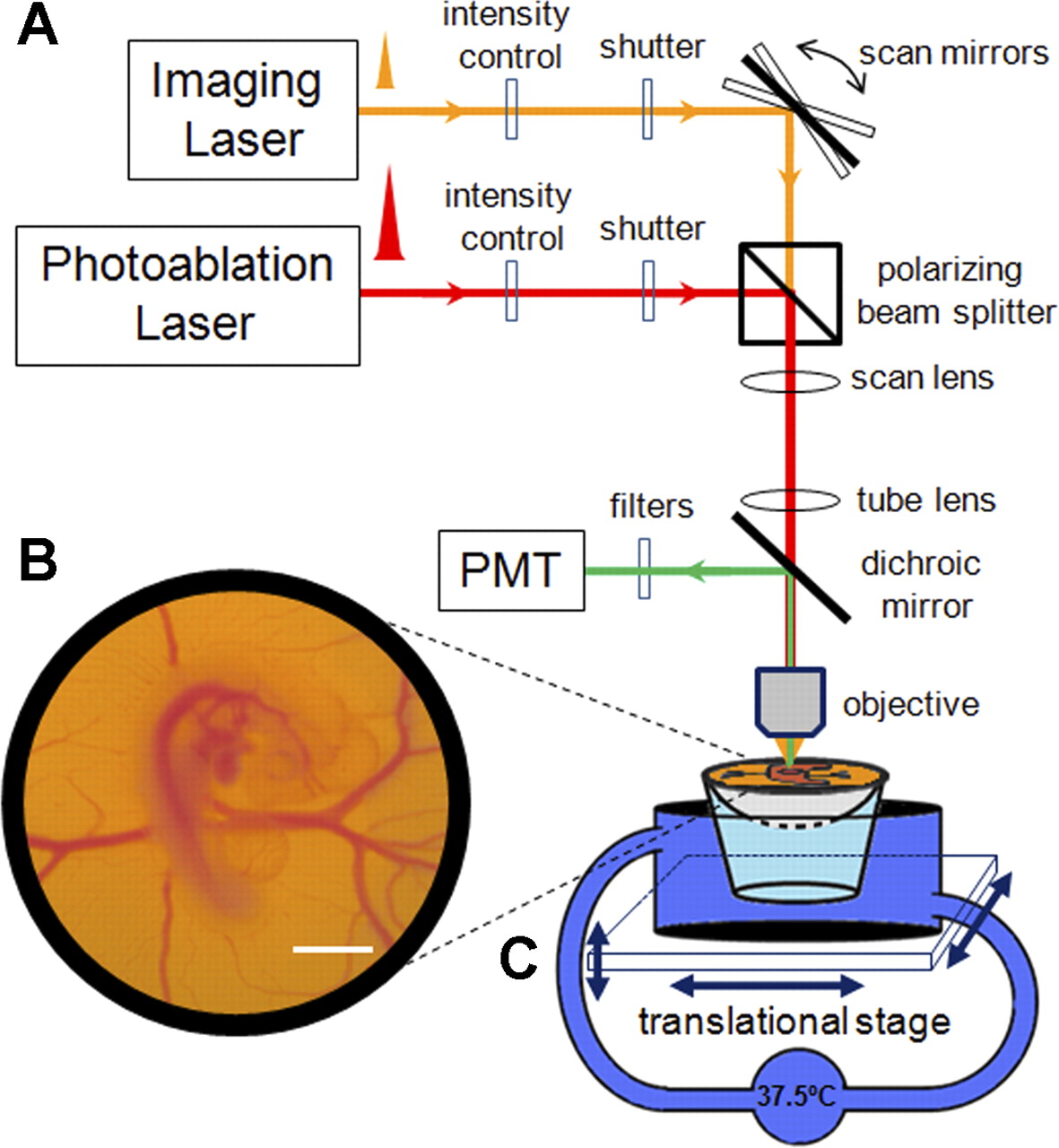 Two-photon microscopy-guided femtosecond-laser photoablation of ...