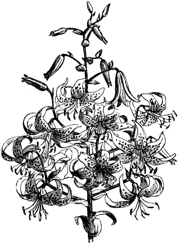 Flower Stem Mon Tiger Lily Clipart Etc