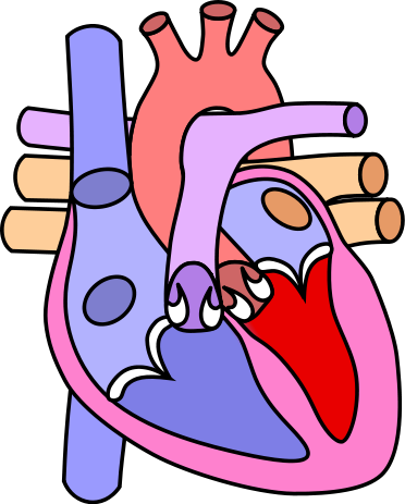 Blank Heart Diagram | Free Download Clip Art | Free Clip Art | on ...