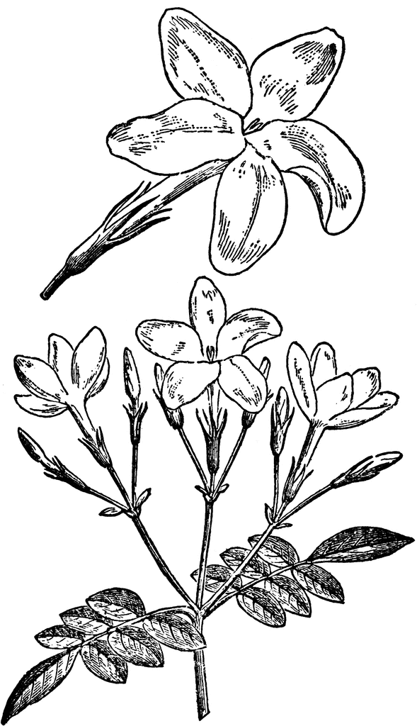 flower drawing free