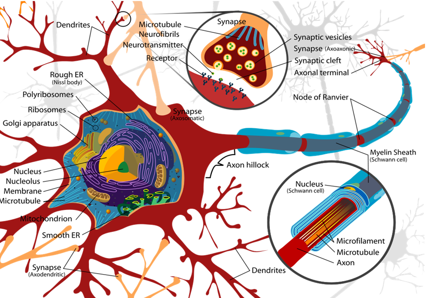 Achieving substrate-independent minds: no, we cannot 'copy' brains ...