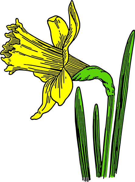 Cartoon Daffodil | Free Download Clip Art | Free Clip Art | on ...