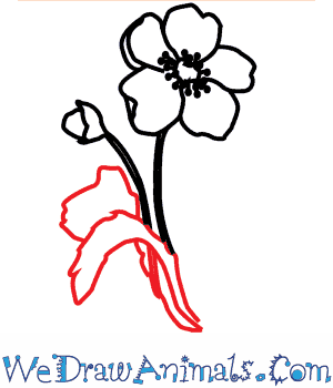 How to Draw a Poppy Flower