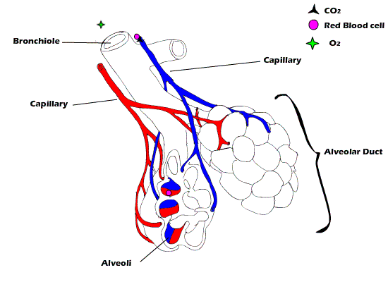Respiratory System Overview | Health and Issues