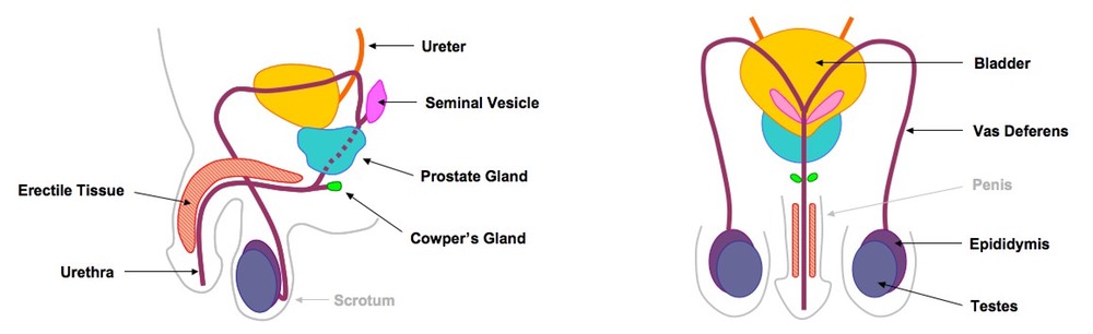 Male Reproductive System Labeled Structure With Functions - Human ...