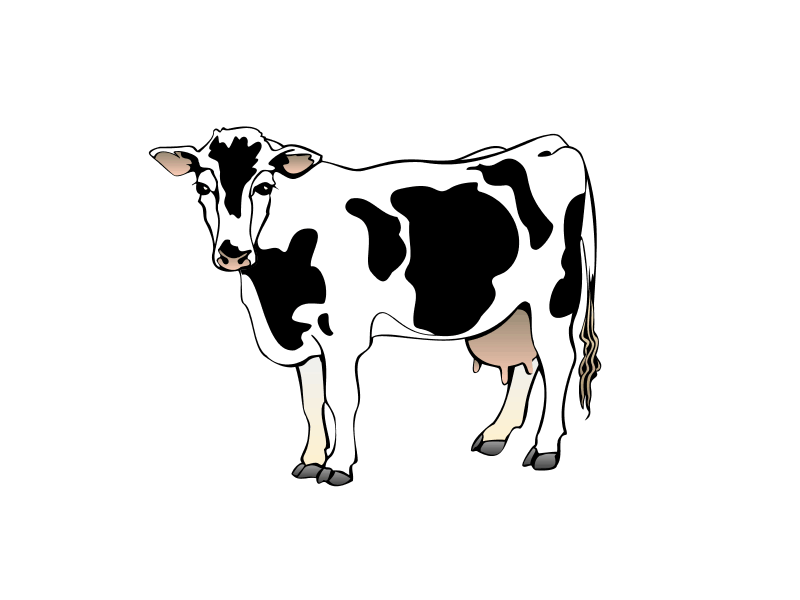 Cow GIF - Find & Share on GIPHY