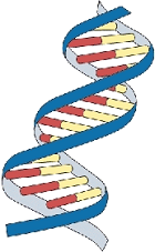 DNA - The Double Helix, Coloring Worksheet