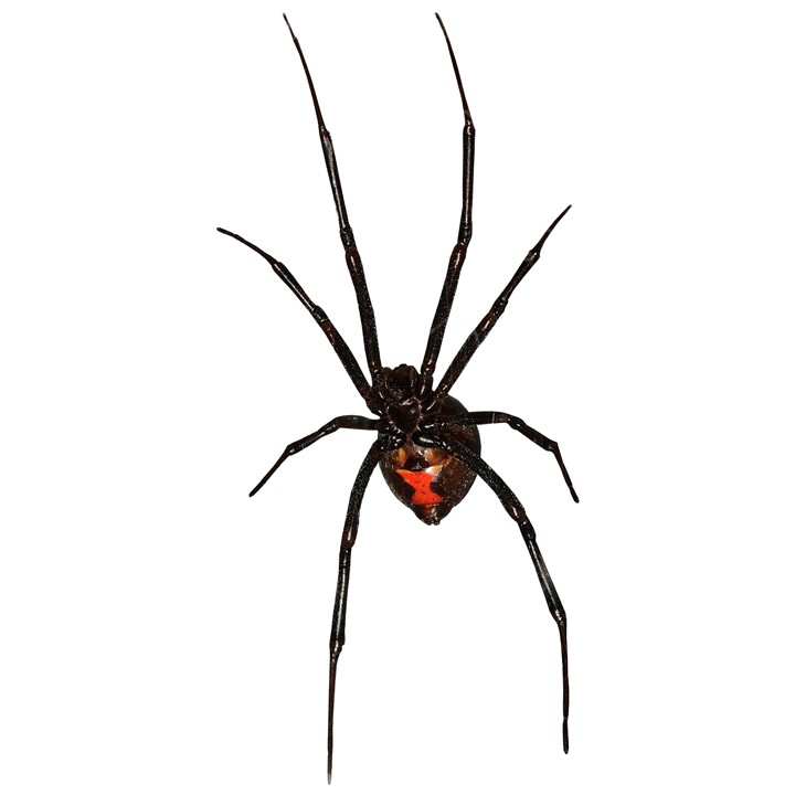 Spider Graphics | Free Download Clip Art | Free Clip Art | on ...
