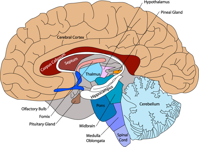 Brain Diagram - Cephalicvein
