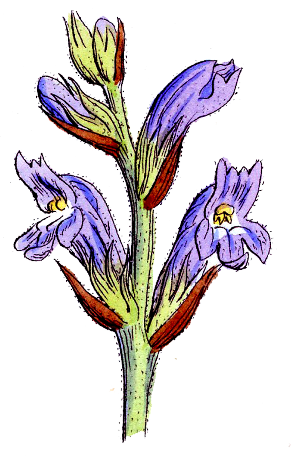 Vintage Floral Graphics - 3 Wildflowers - The Graphics Fairy