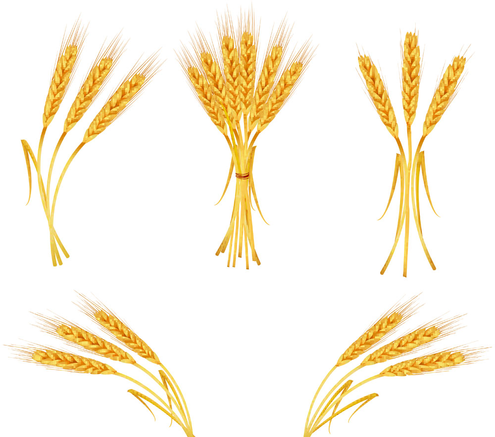 VECTOR WHEAT - ClipArt Best