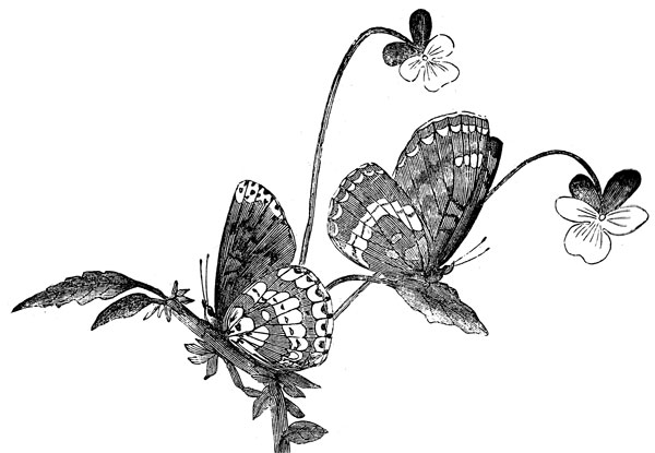 Butterfly Art