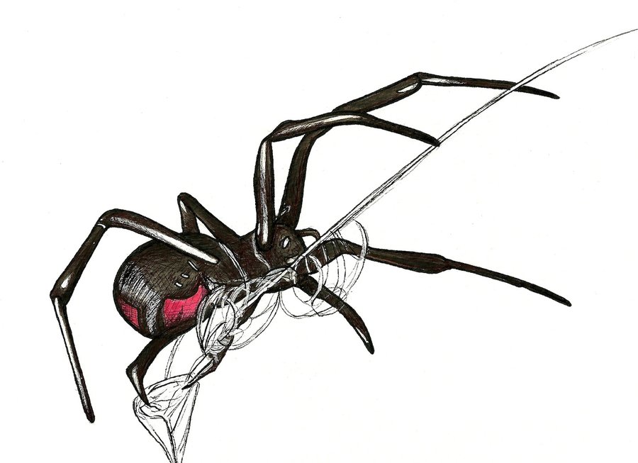 Black Widow Spider