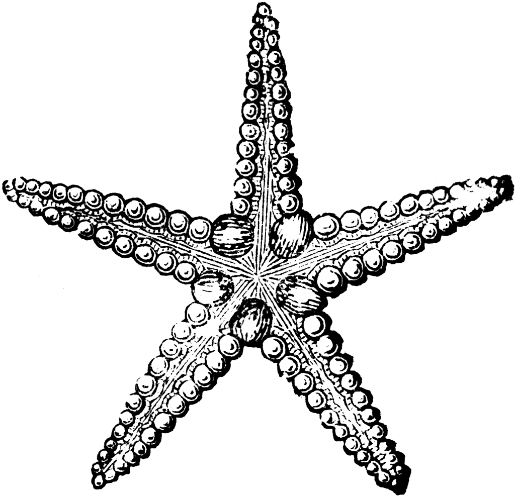 Starfish | ClipArt ETC
