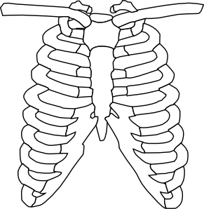 Rib Cage clip art - vector clip art online, royalty free & public ...