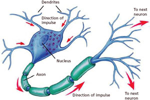 Pics For > Nerve Cells Diagram