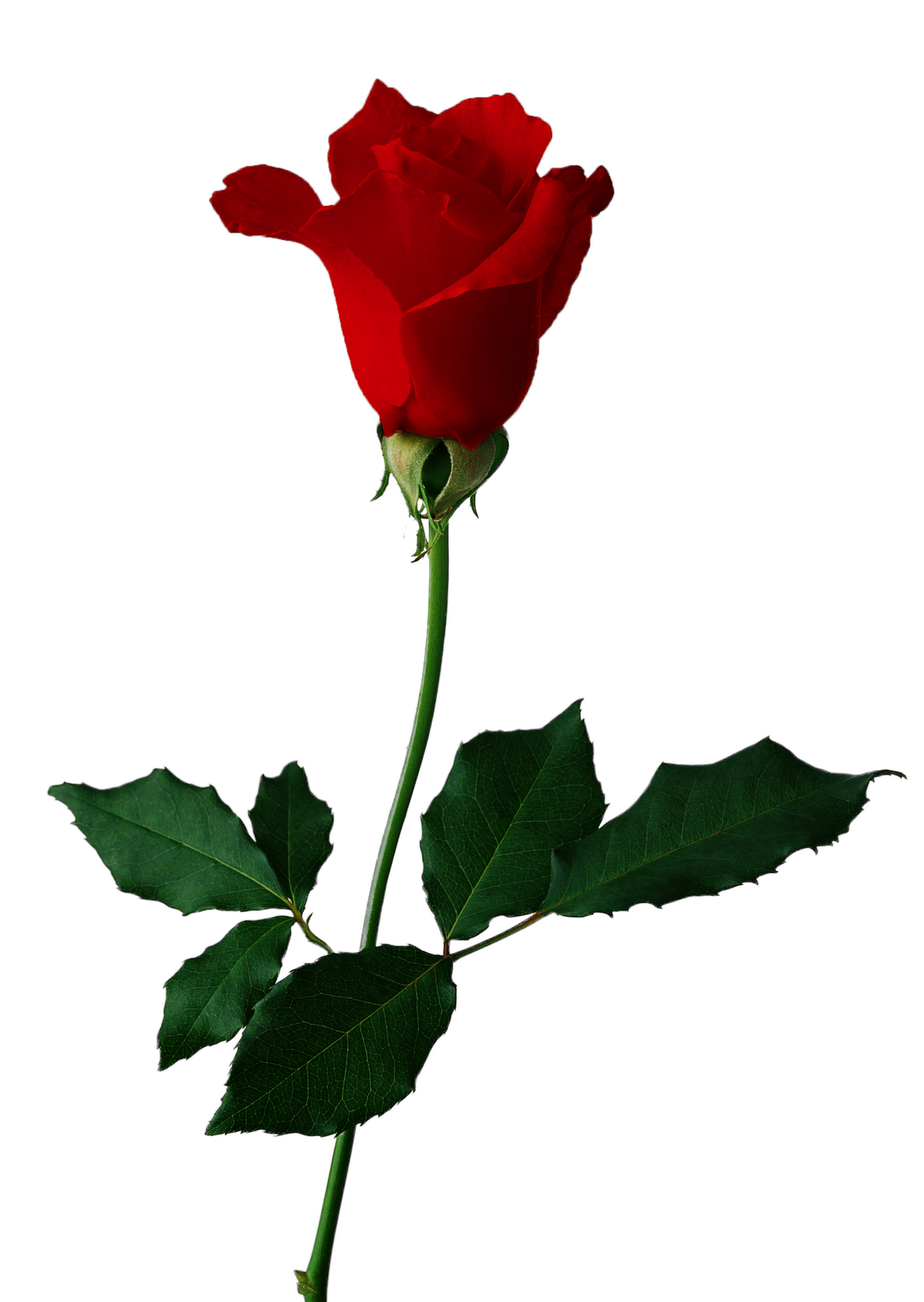 Rose Graphics | Free Download Clip Art | Free Clip Art | on ...