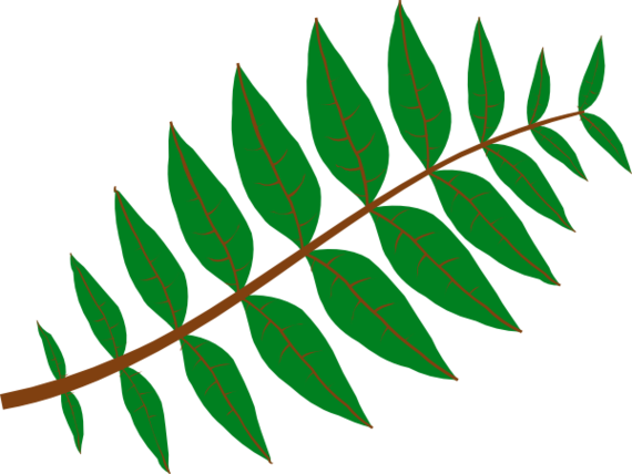 Rainforest Vines Clipart Clipart - Free to use Clip Art Resource