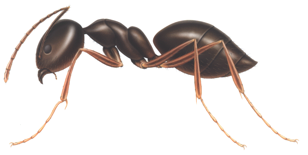 Armstrong Pest Control Fort Myers Florida