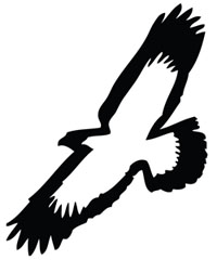 Pictures Of Eagles Soaring