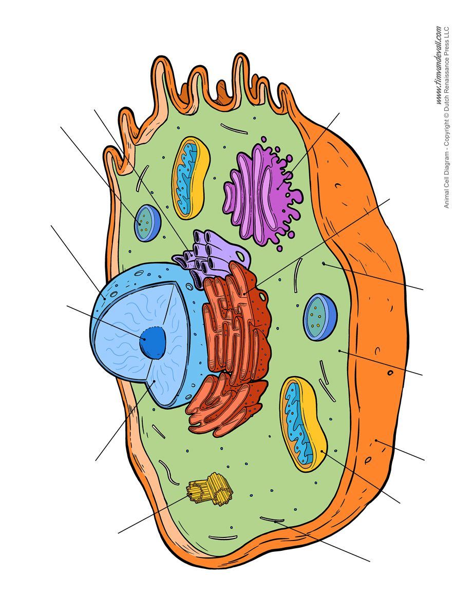 Blank Animal Cell Diagram - Tim's Printables