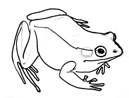 How to draw a Frog