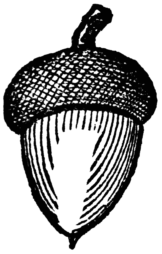 Acorn Clipart Black And White - Free Clipart Images