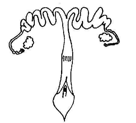 The Anatomy and Physiology of Animals/Reproductive System ...