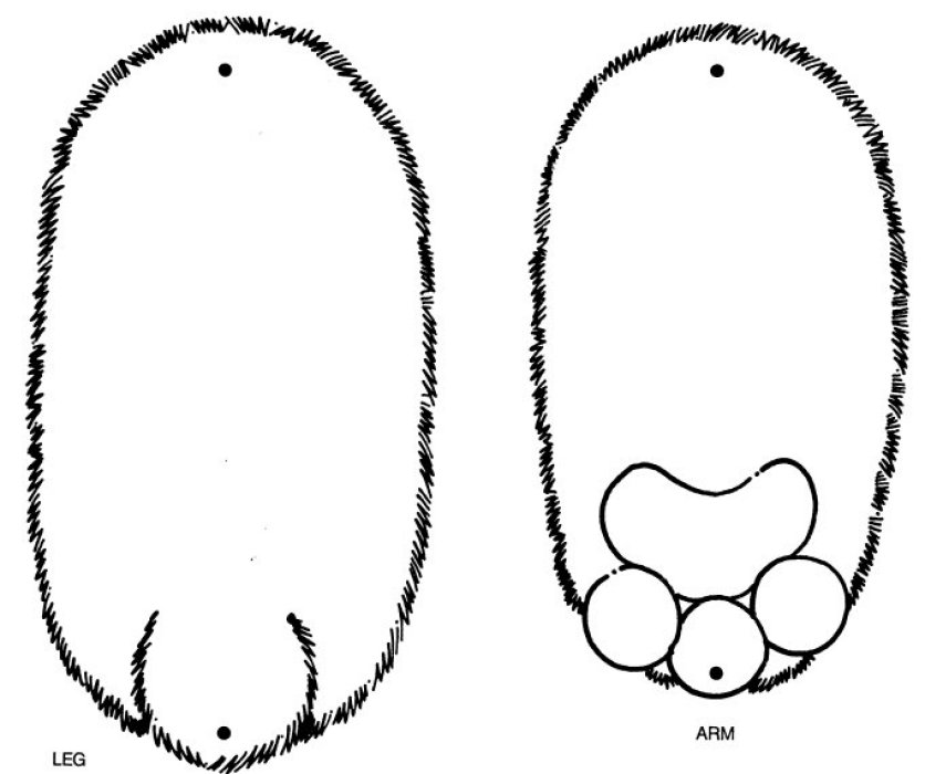 Brown Bear, Brown Bear, What Do You See? @ The Virtual Vine