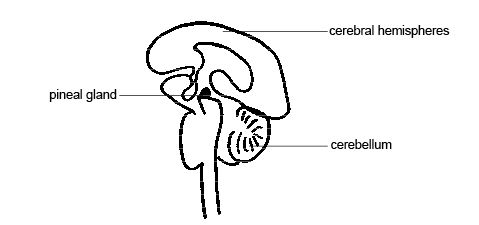 Anatomy_and_physiology_of_ ...
