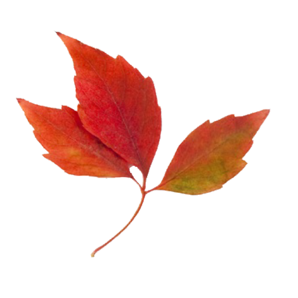 Fall Leaf #3 Clip Art