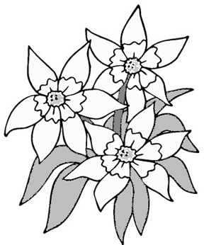 Line Drawing Of Flowers