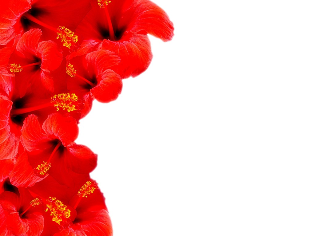 Red Floral Border backgrounds, Red Floral Border powerpoint free ...