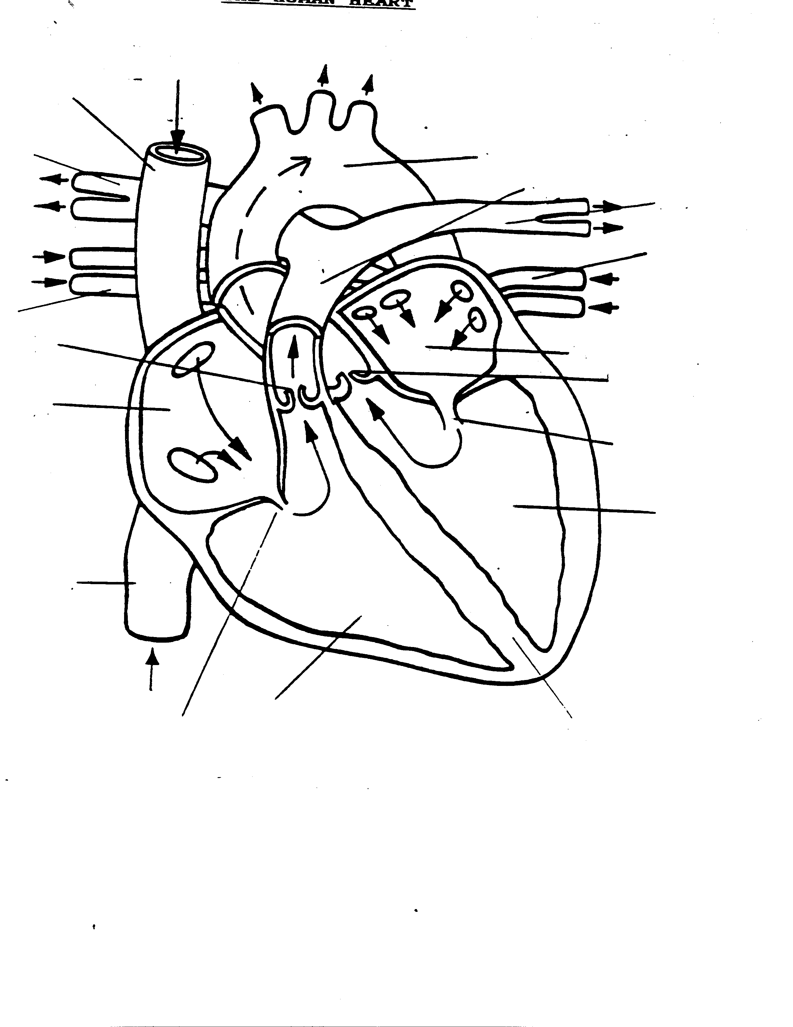 Unlabelled Diagram Of The Heart - Anatomy Chart Body