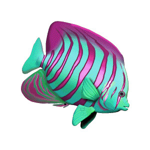 Fish - Polyvore