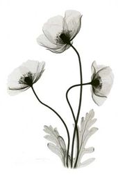 Poppies Tattoo | Tattoos ...