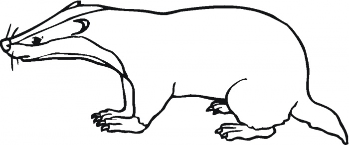 Badger Outline Template - ClipArt Best