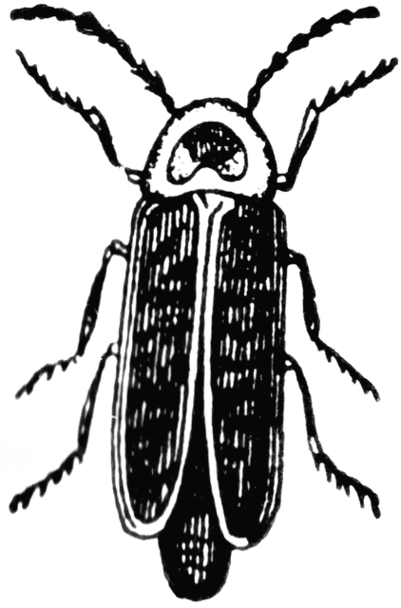 Firefly Clip Art Vector Online Royalty Free & Public Clipart ...