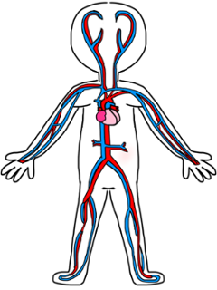 The Muscular System - ThingLink