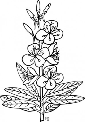 Flowers outline clip art Free vector for free download (about 81 ...