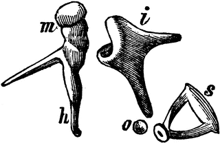 Bones of the Ear | ClipArt ETC