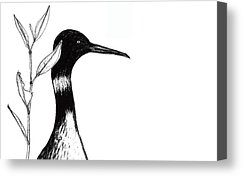 Loon Artist Drawings Canvas Prints and Loon Artist Drawings Canvas ...