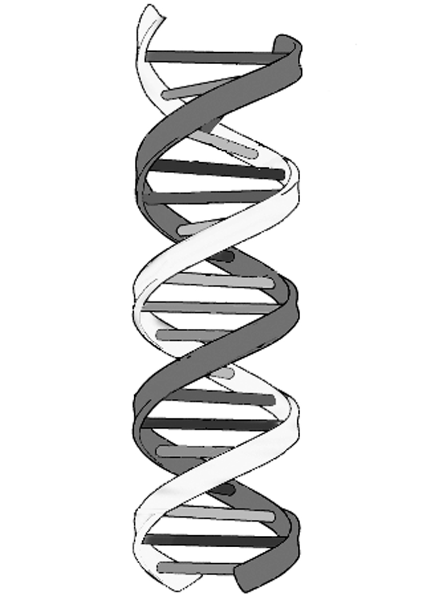 STRUCTURE OF LIFE | LEBBEUS WOODS