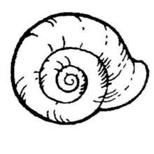 WILD ANIMAL drawings - Snails wedding