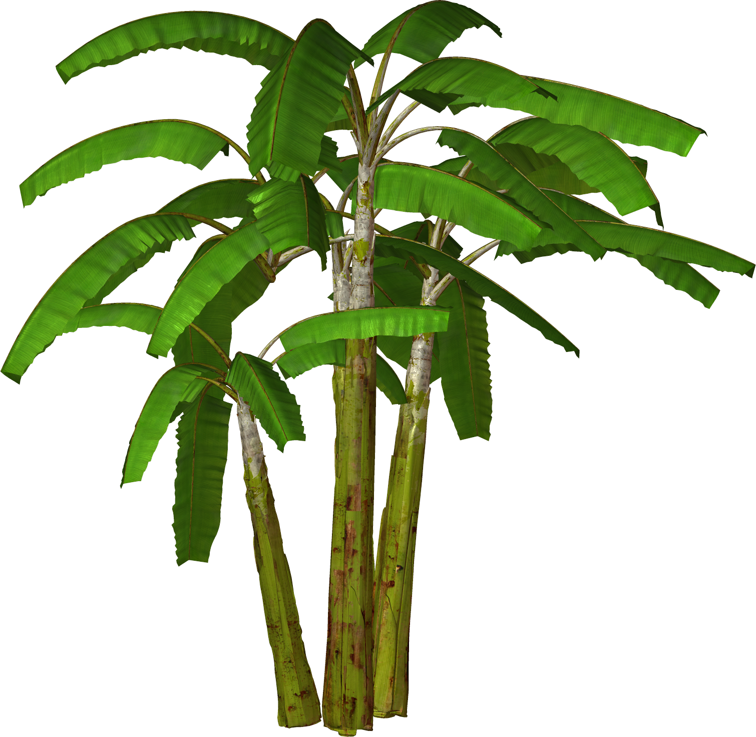 Banana Tree Clipart Png