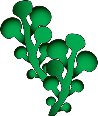 Seaweed Clipart