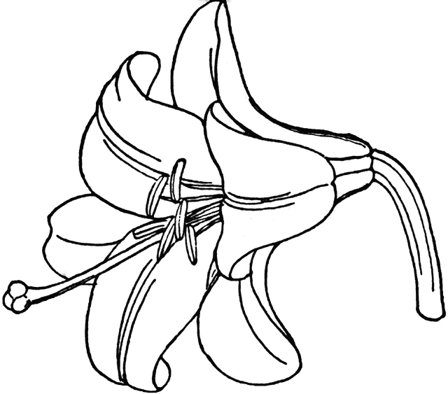 Easter Lily Clipart Black And White